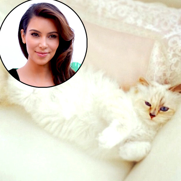 Kim Kardashian, Choupette Lagerfeld Kim Kardashian, Choupette Lagerfeld